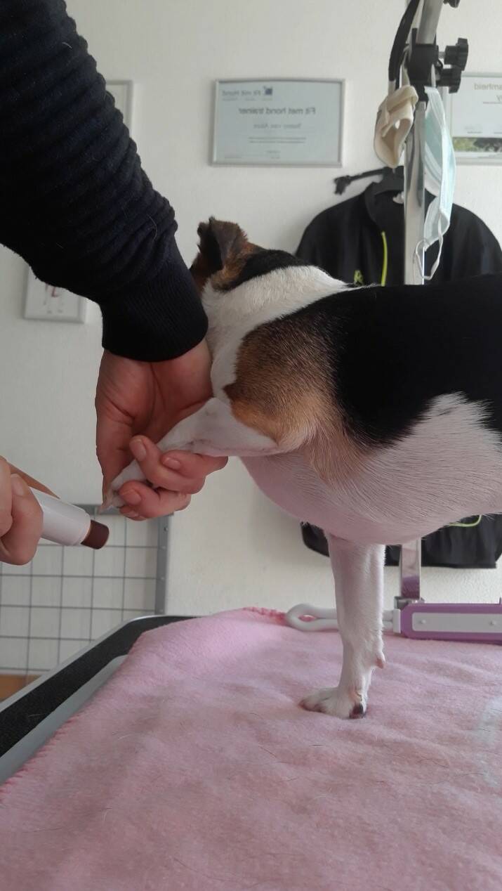 Mindy mini jack russell nageltjes bijwerken