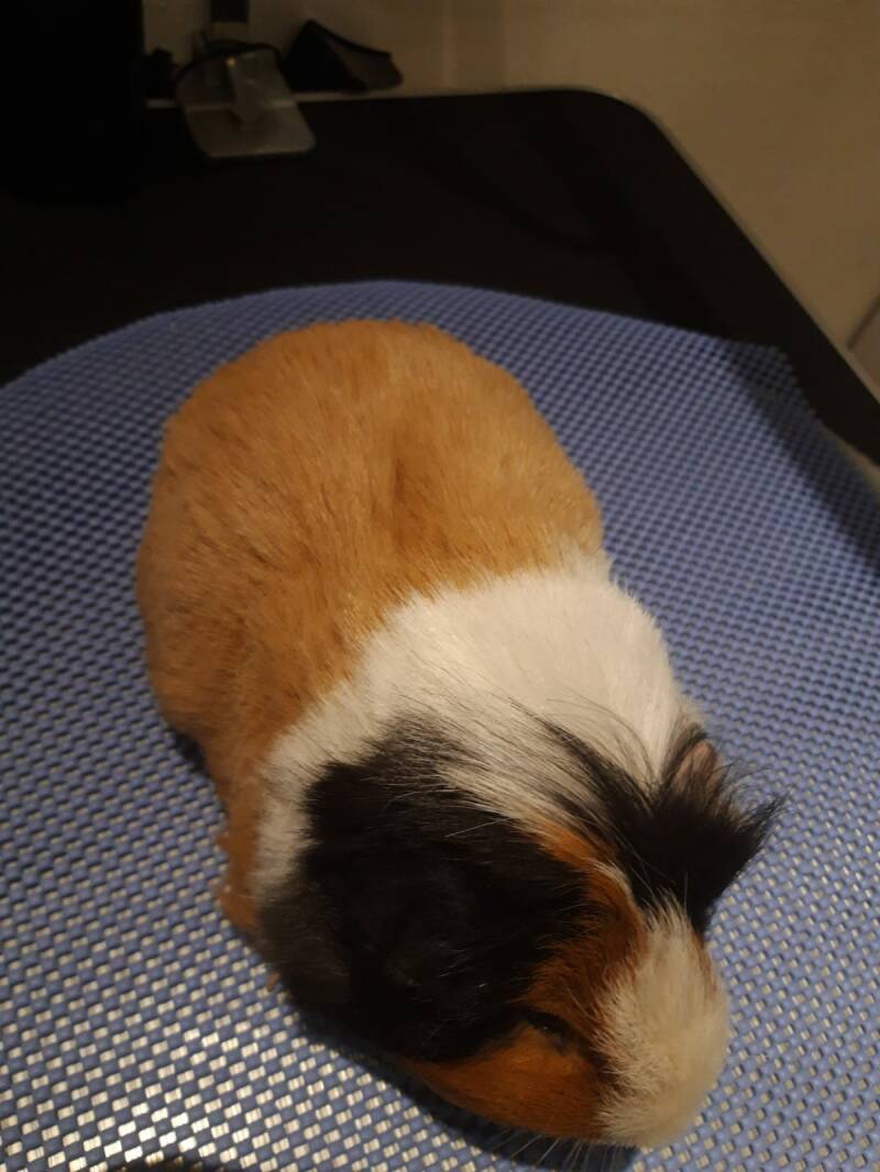 Knabbel hier geschoren en bijgewerkt, zijn voorjaar/zomervachtje