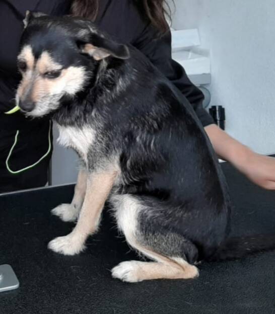 Cintha Ruwharige, voor de behandeling