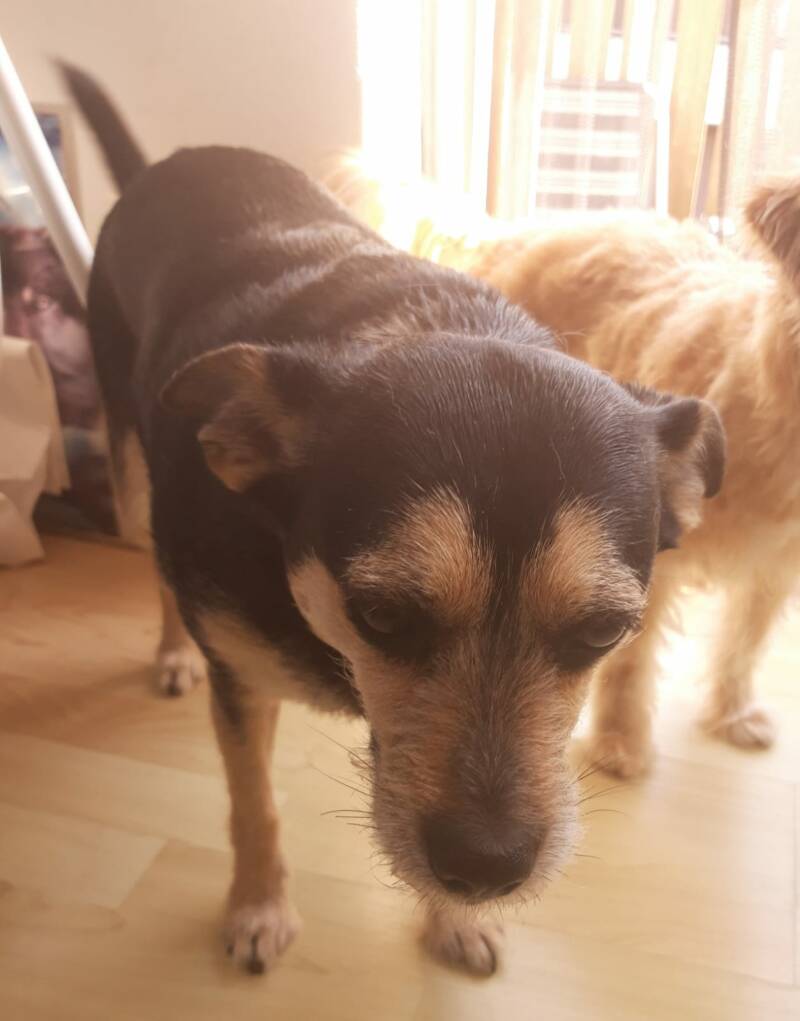 Cintha na de behandeling geplukt, ze vond het heerlijk, ze is nu wat slaperig