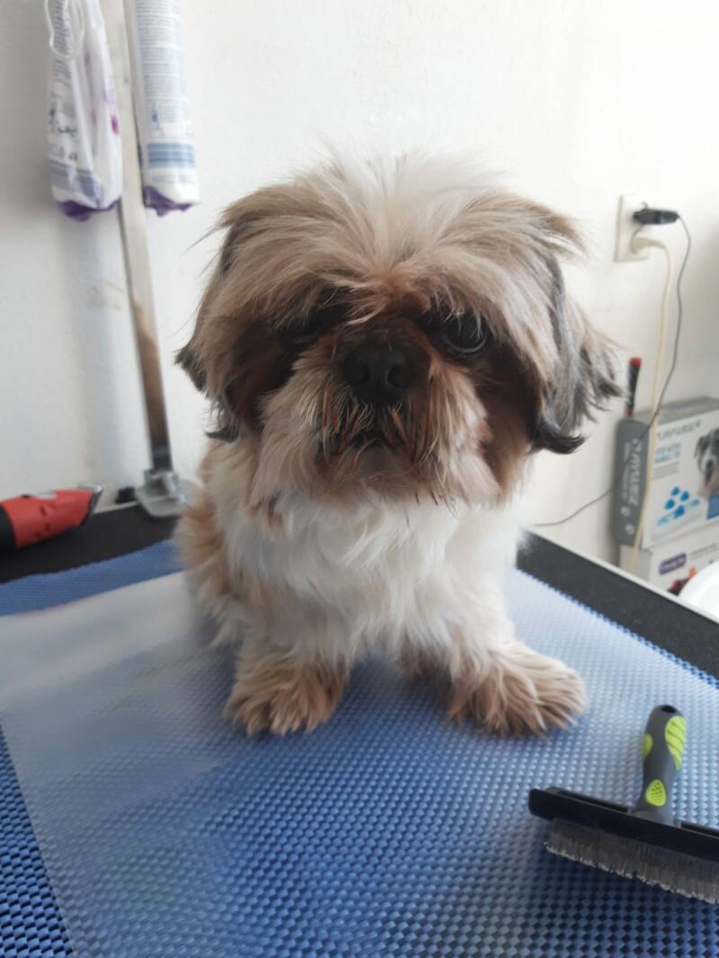 Shibo voor de behandeling