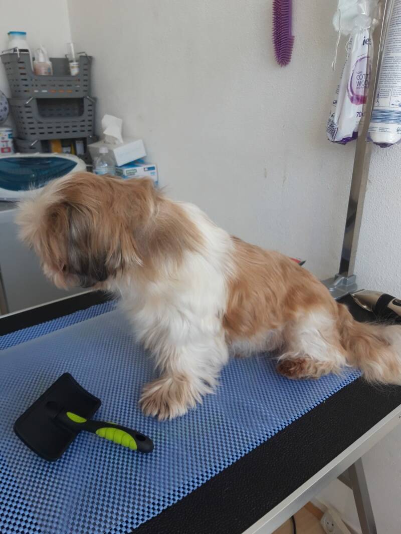 Shibo voor de behandeling