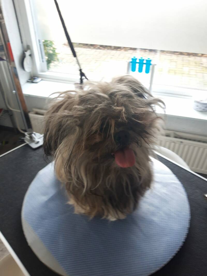  Diesel. Boomer Shih tzu, zijn vacht zit helemaal onder de klitten