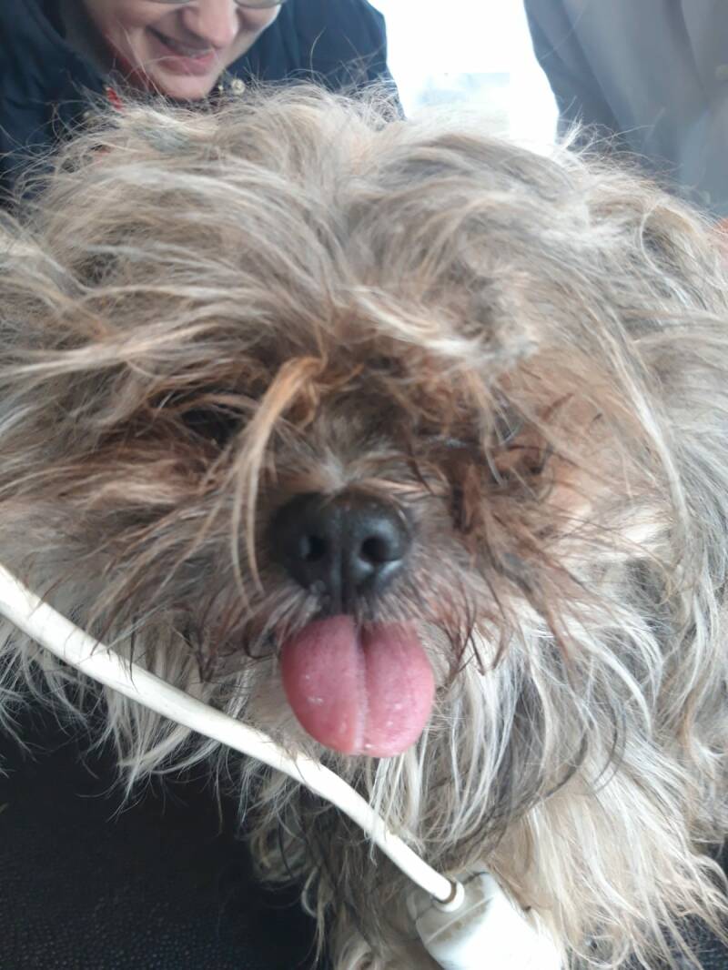 Boomer, voor de behandeling