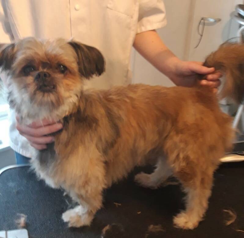 Gelukkig niet helemaal kaalgeschoren, is nog wat van maken.