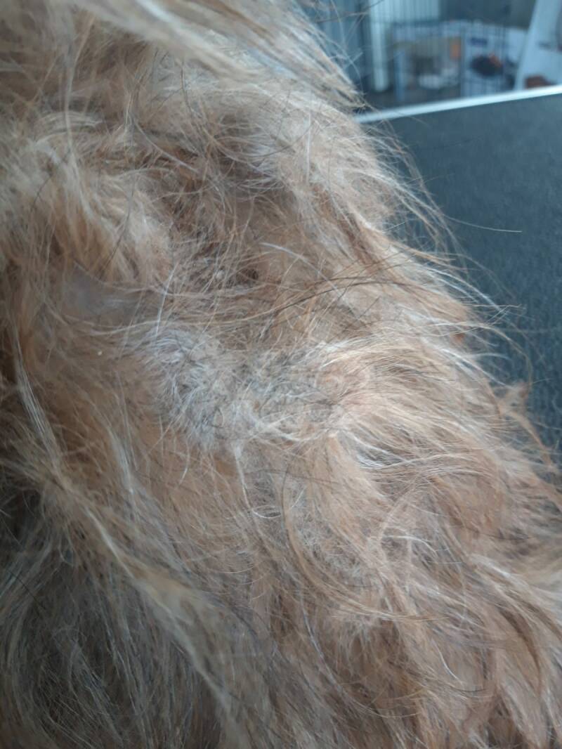 vervilt voor de behandeling