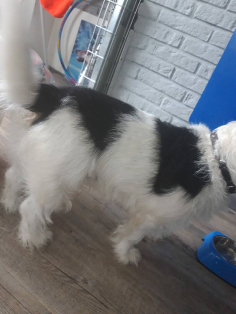 Voor de behandeling, ik ga Charlie strippen