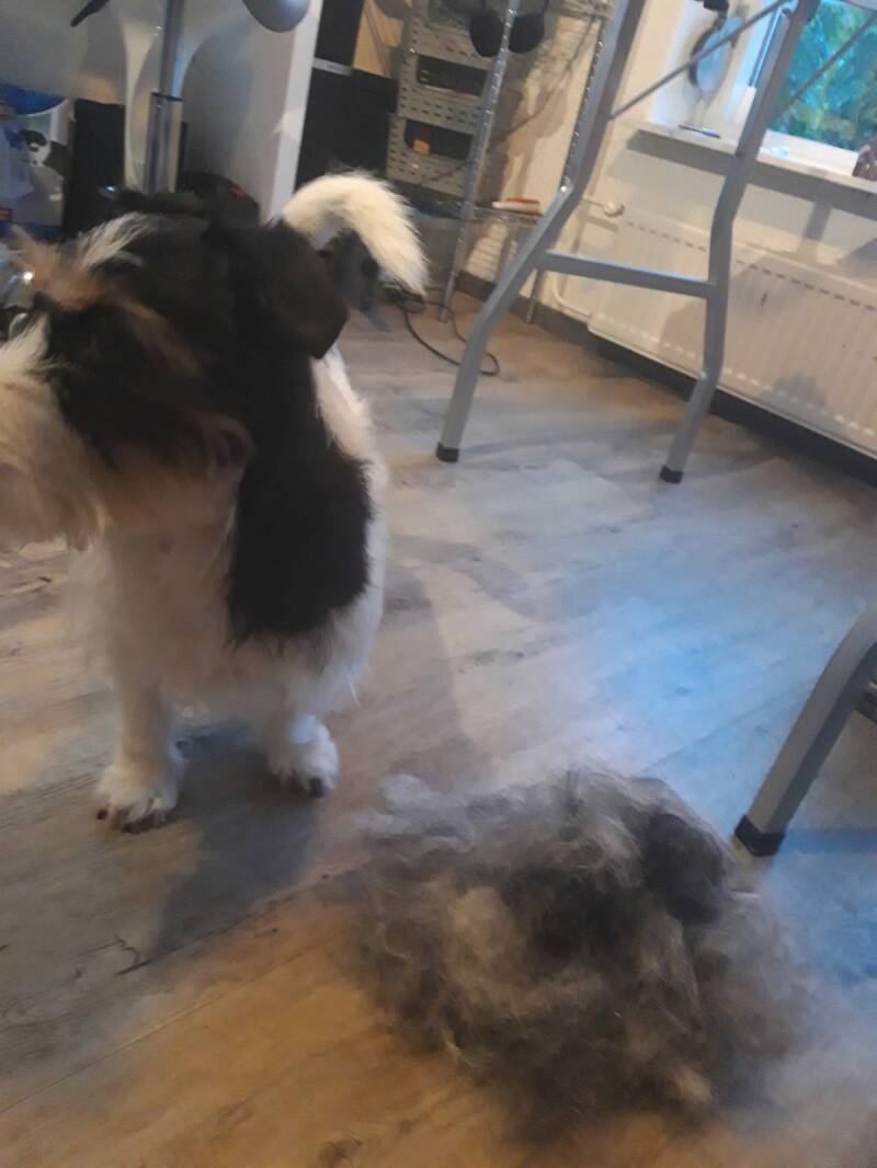 zijn haren naast hem, en ga nu zijn garnituur (wenkbrauw en baard) bij werken.