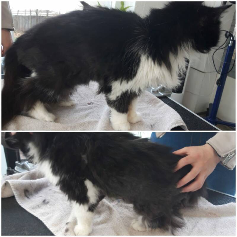 Smaegel voor de behandeling