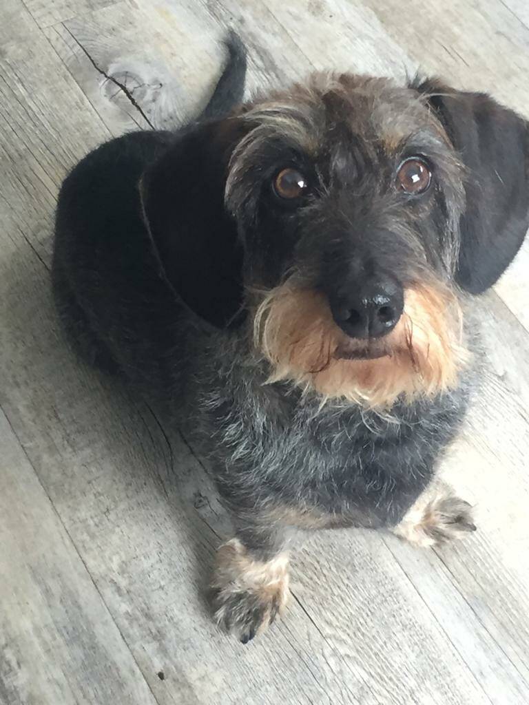 Wolfje erna, ze heeft haar guitige koppie behouden :)