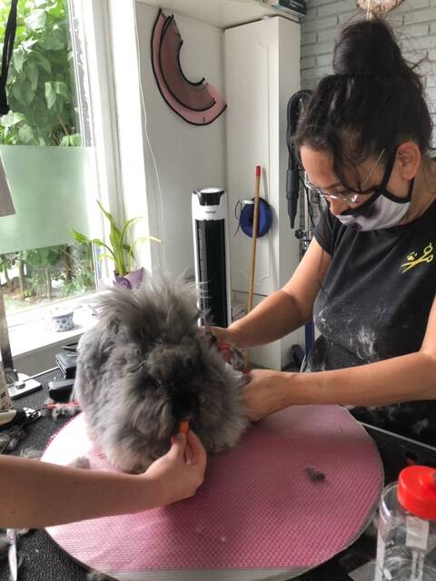 Samson tijdens vacht inkorten