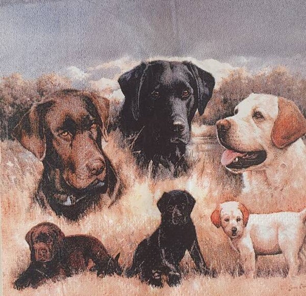 Honden 1.102.031