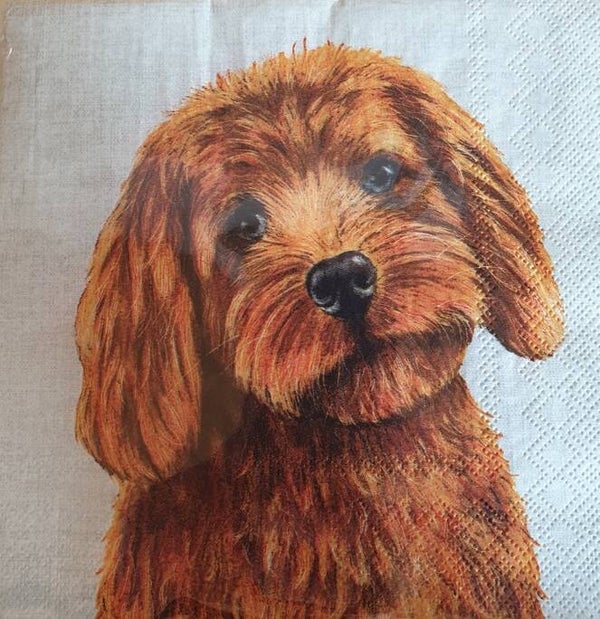 Honden 1.102.004