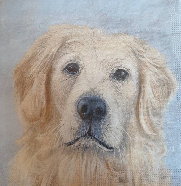 Honden 1.102.005