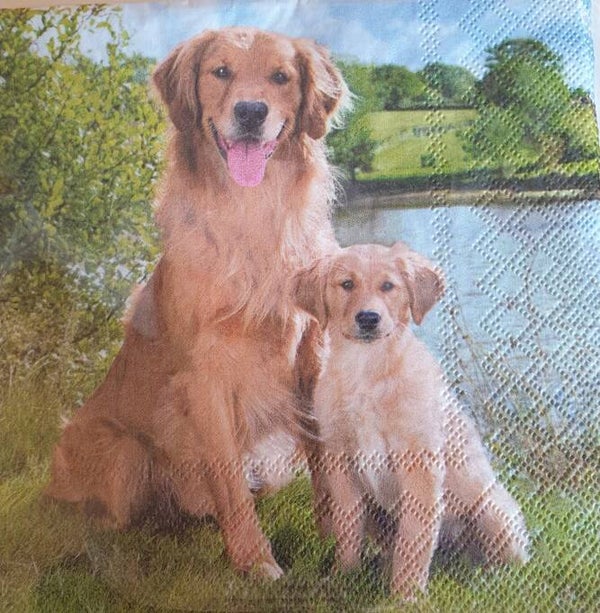 Honden 1.102.006