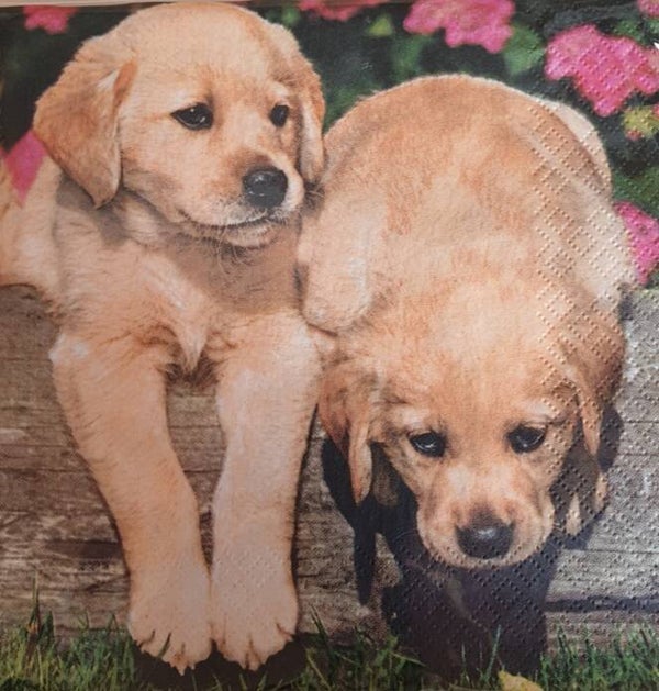 Honden 1.102.007