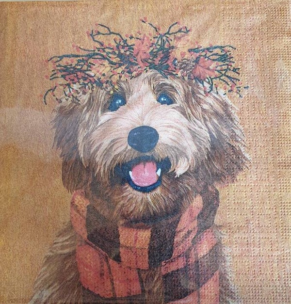Honden 1.102.008