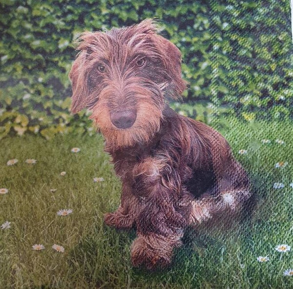 Honden 1.102.010