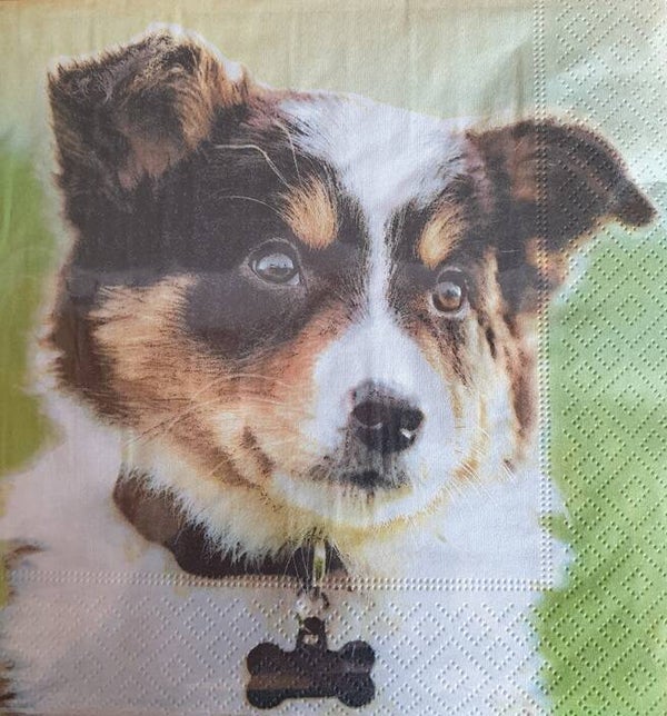 Honden 1.102.017