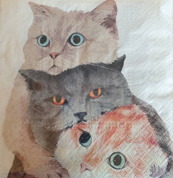 Katten 1.103.005