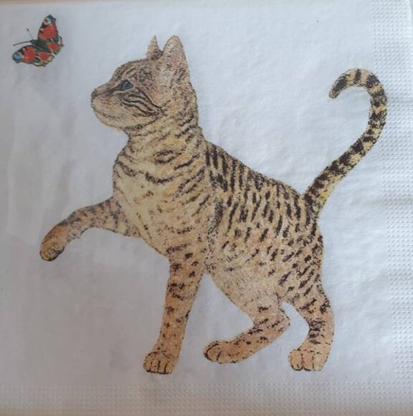 Katten 1.103.007