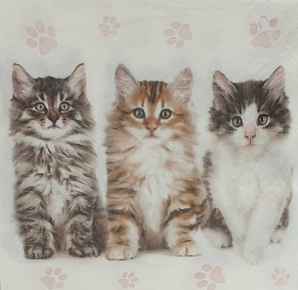 Katten 1.103.011