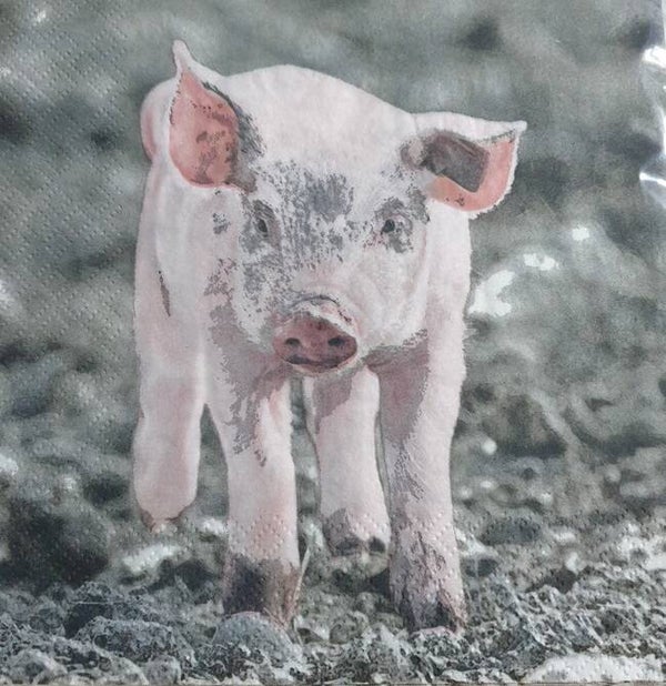Varkens 1.104.003