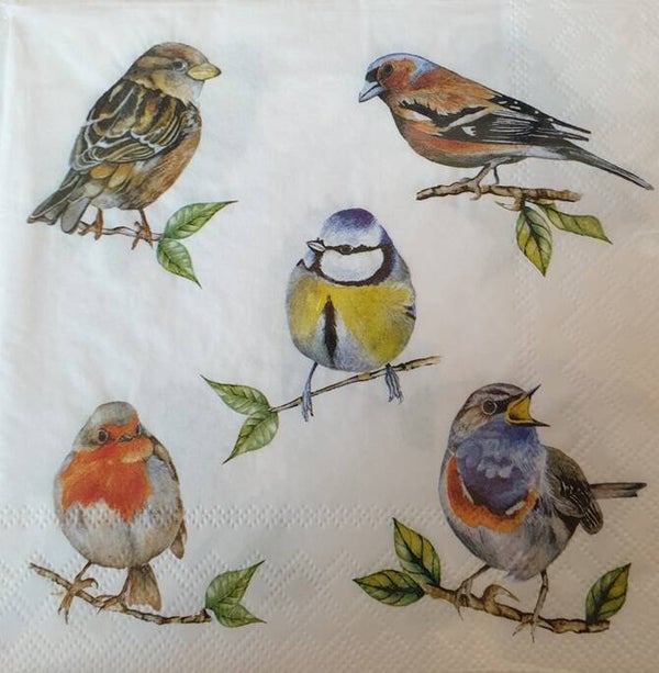 Vogels 1.109.013