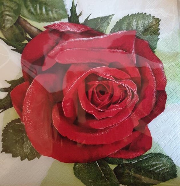 Bloemen & Planten 1.200.039