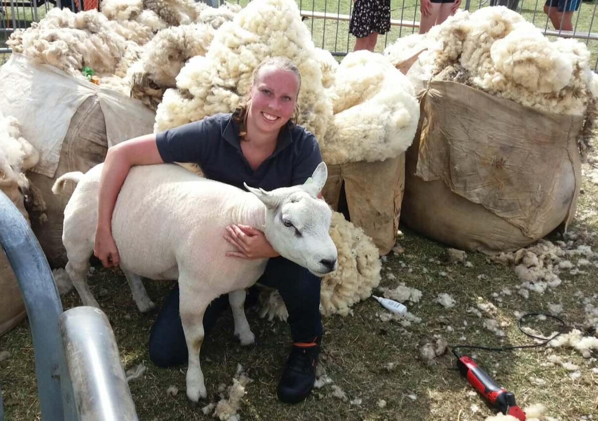 schapen scheren