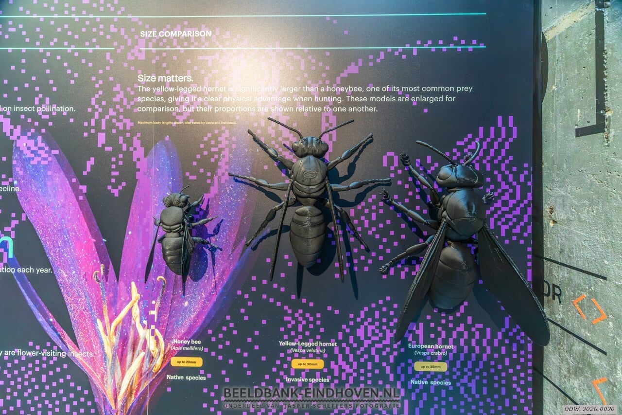 The Hornet Trap | DDW 2026