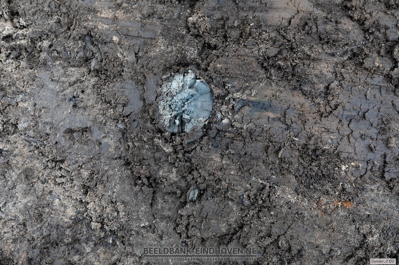 Hout in de bedding van de Gender