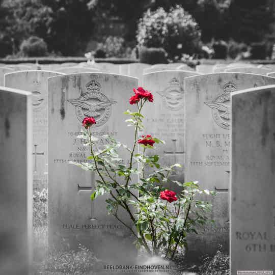 Rozen op oorlogsgraf