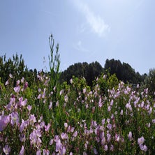 2022grasse51ra-008.jpg