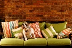 "A dog sitting on a green couch with colorful pillows, highlighting the need for professional furniture stain removal services provided by Tegridy Carpets to keep your upholstery clean and fresh."