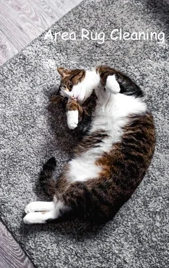 "A cat comfortably lying on a clean, fluffy area rug, illustrating the thorough and pet-friendly area rug cleaning services offered by Tegridy Carpets."