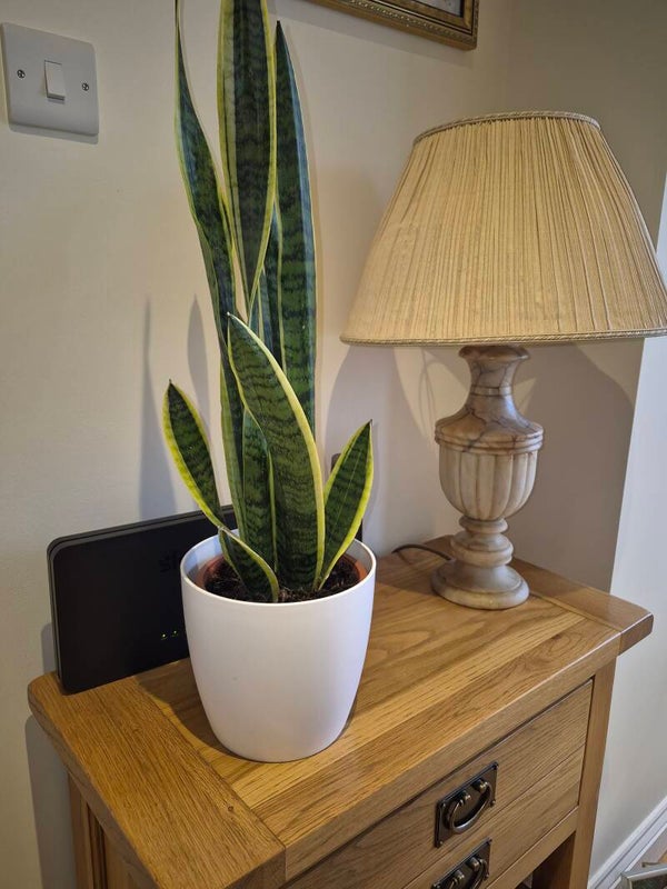 Dracaena Trifasciata- snake plant