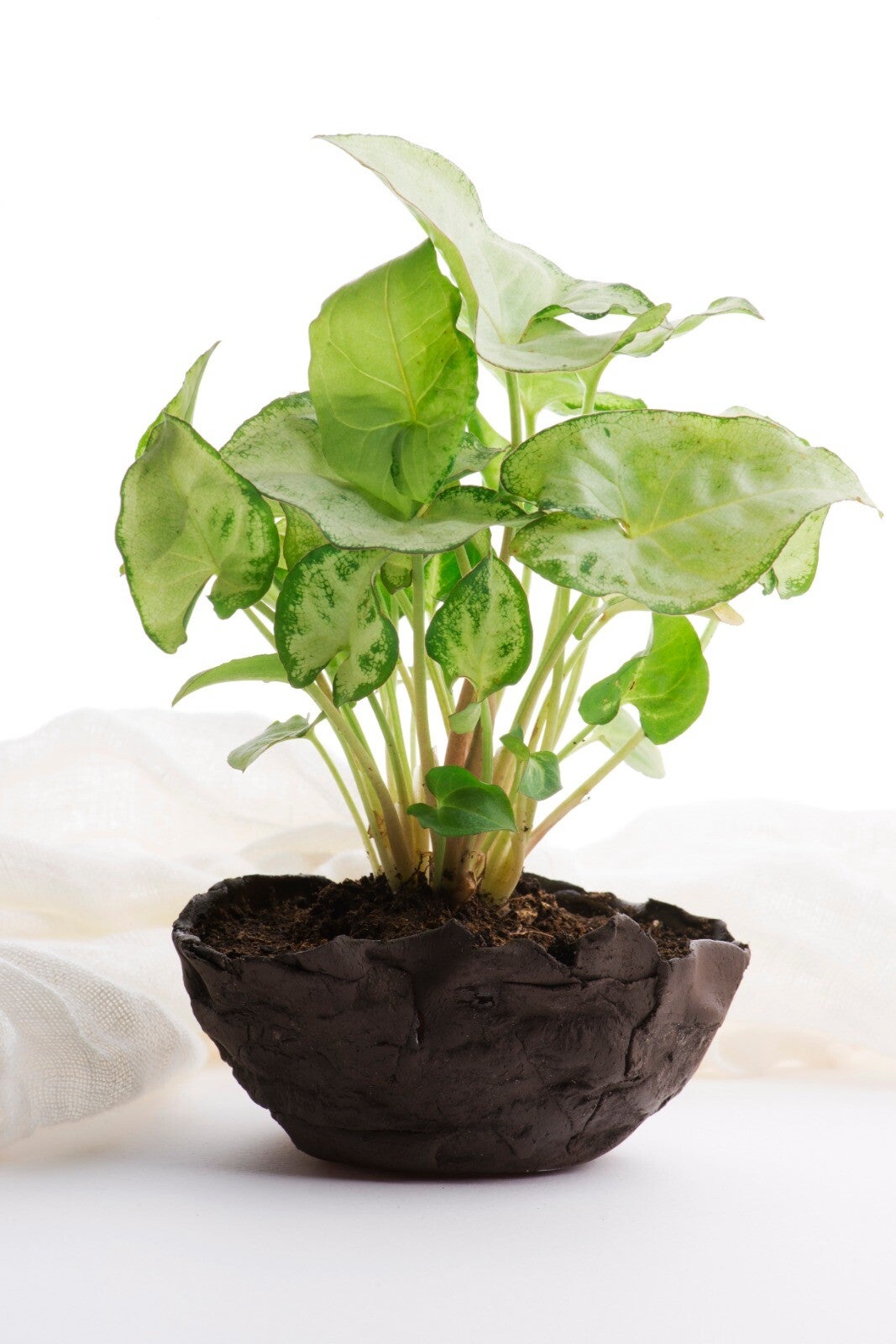 Syngonium – Arrowhead Vine