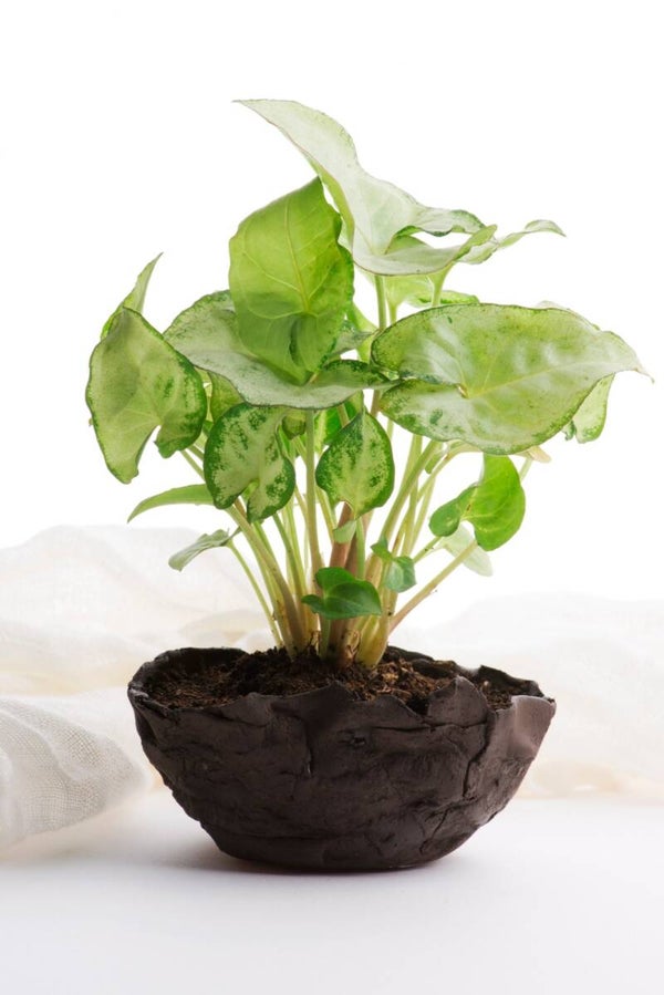 Syngonium – Arrowhead Vine