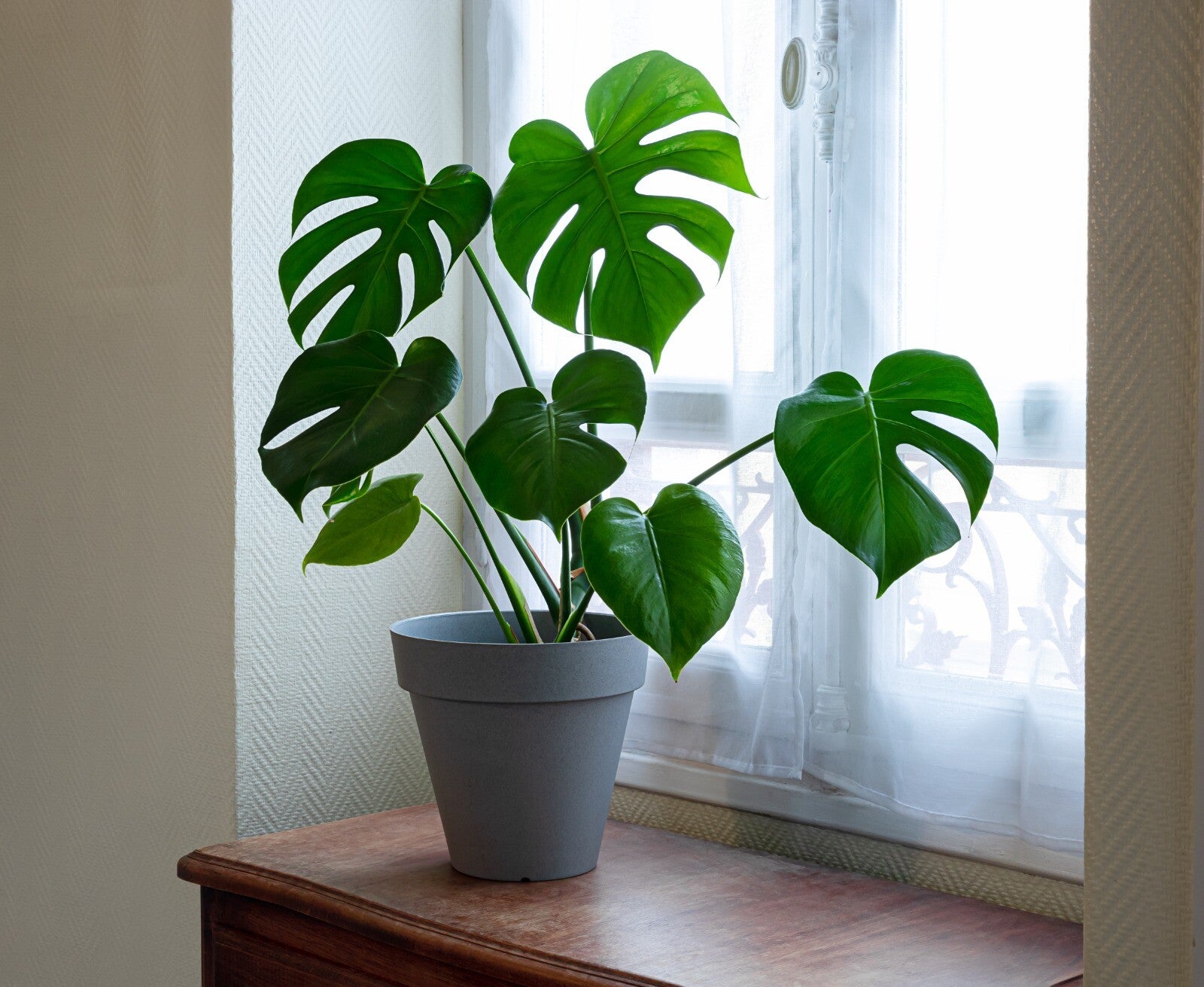 Monstera deliciosa – Swiss Cheese Plan