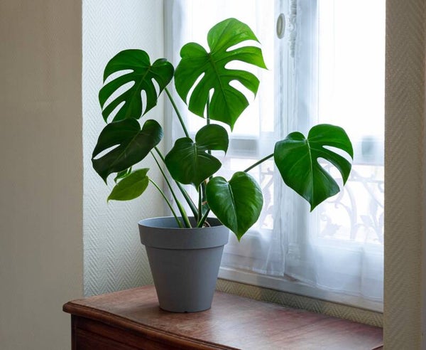 Monstera deliciosa – Swiss Cheese Plan