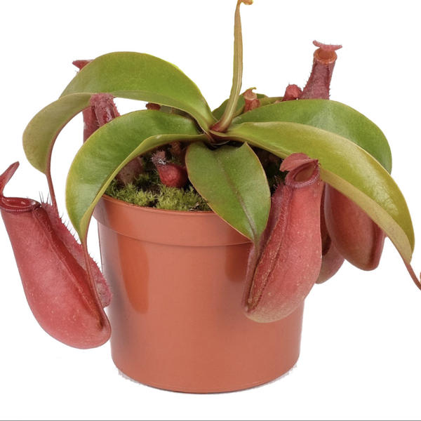Nepenthes- Bloody Mary