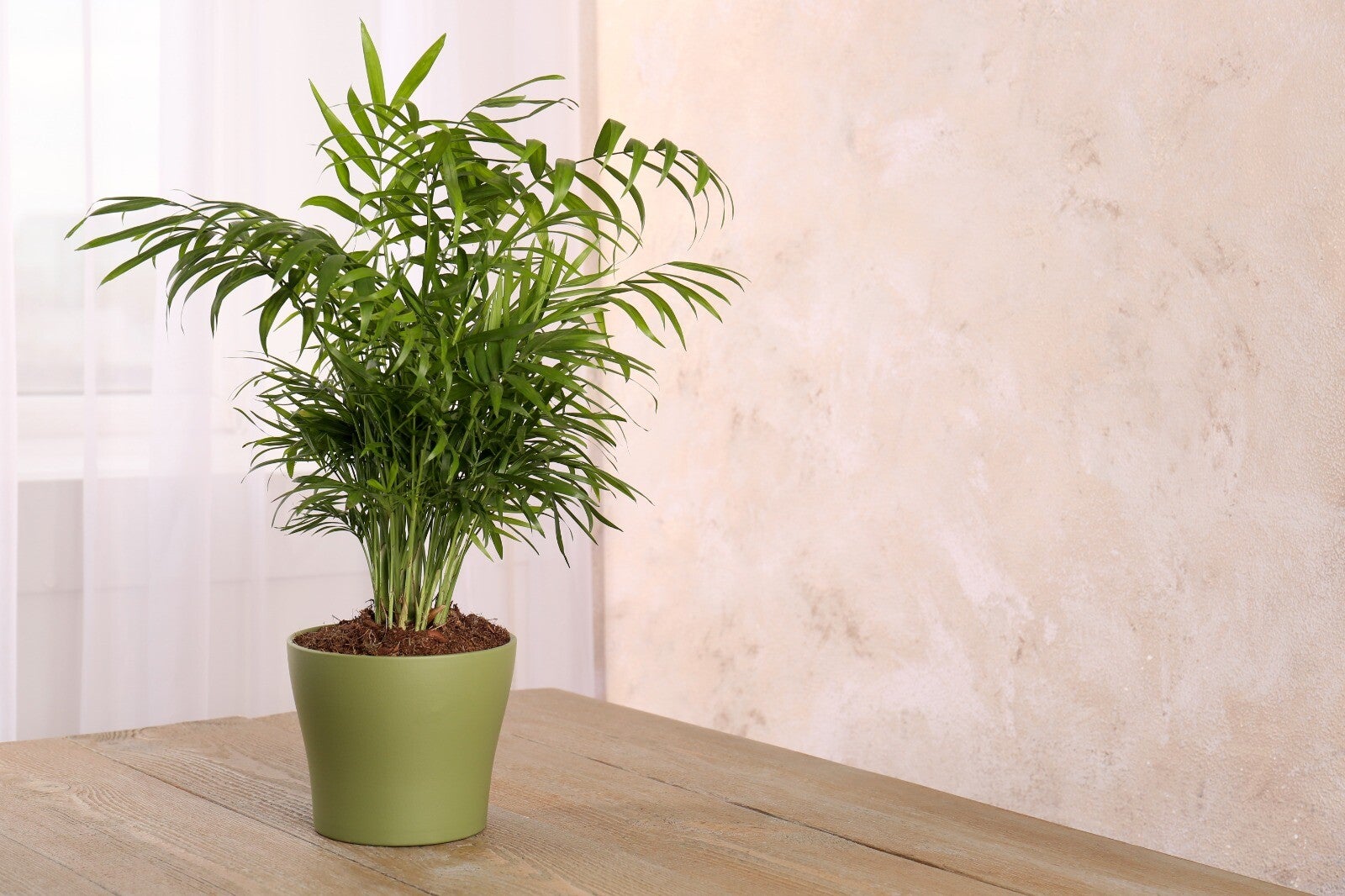 Chamaedorea Elegans – Parlour Palm