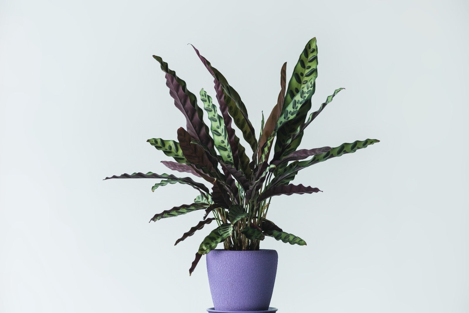 Calathea Lancifolia – Rattlesnake Plant (