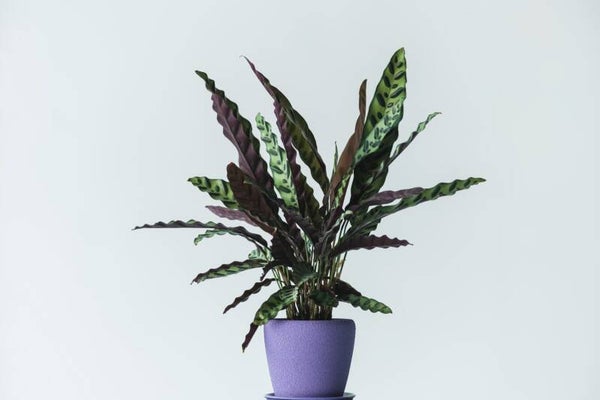 Calathea Lancifolia – Rattlesnake Plant (