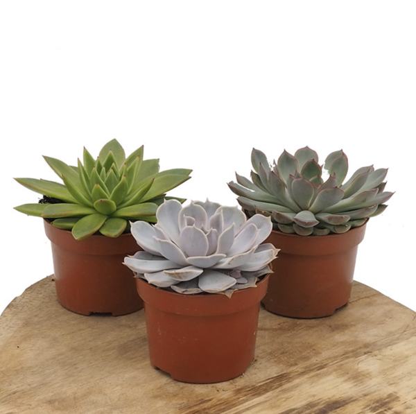 Echeveria succulents
