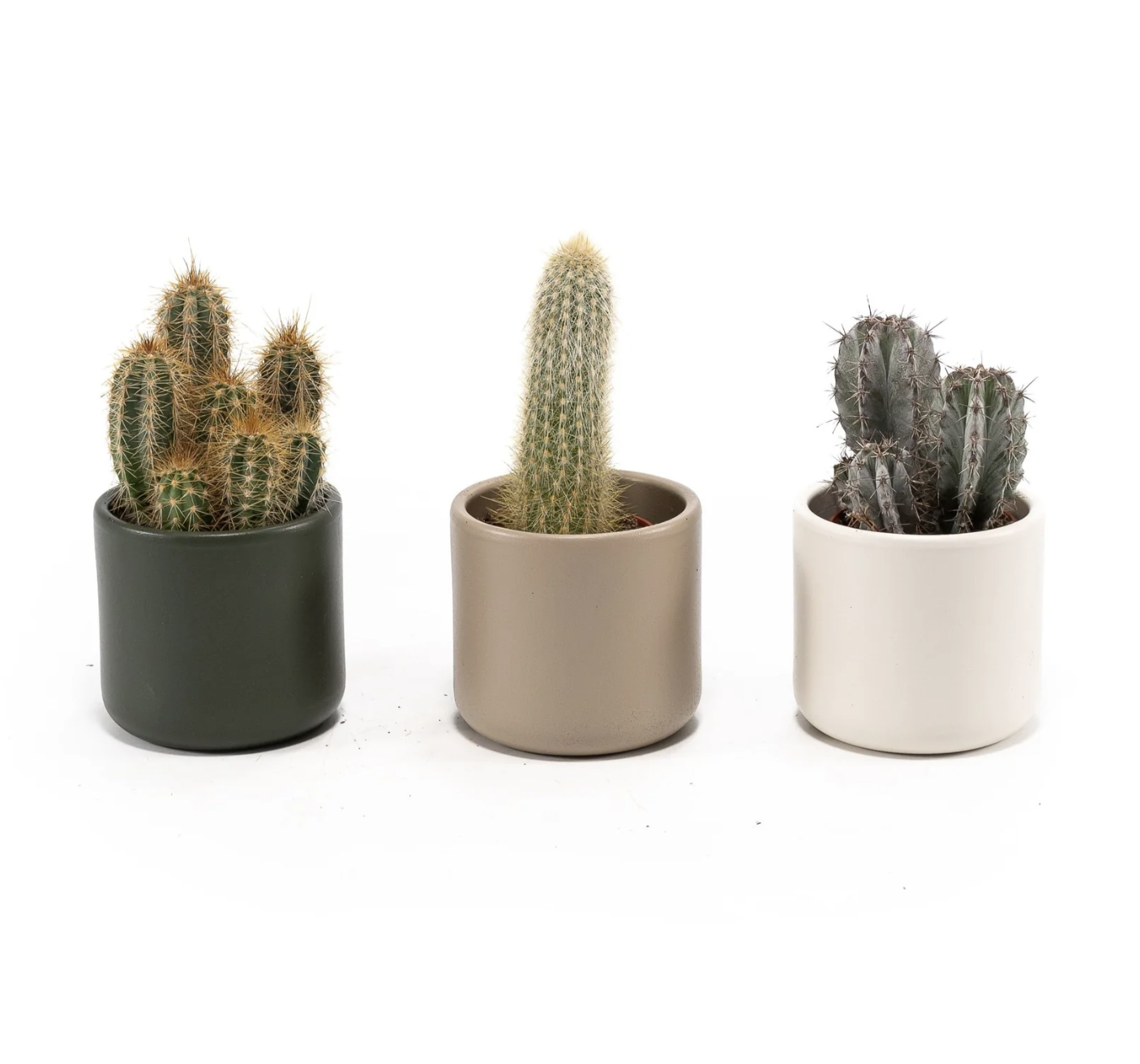 Cacti 5.5cm Cereus Mix In Cambridge