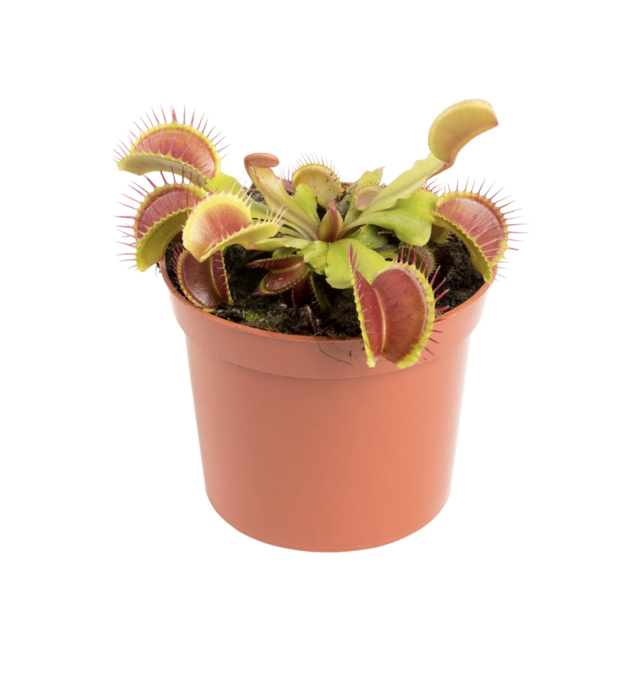 Carnivorous 8.5cm Dionaea Musciplula Venus Flytrap