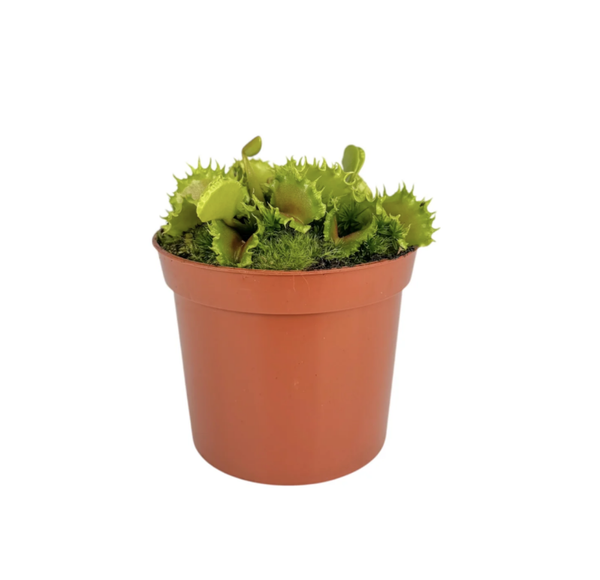 Carnivorous 8.5cm Dionaea Musciplula 'Zipp' Venus Flytrap