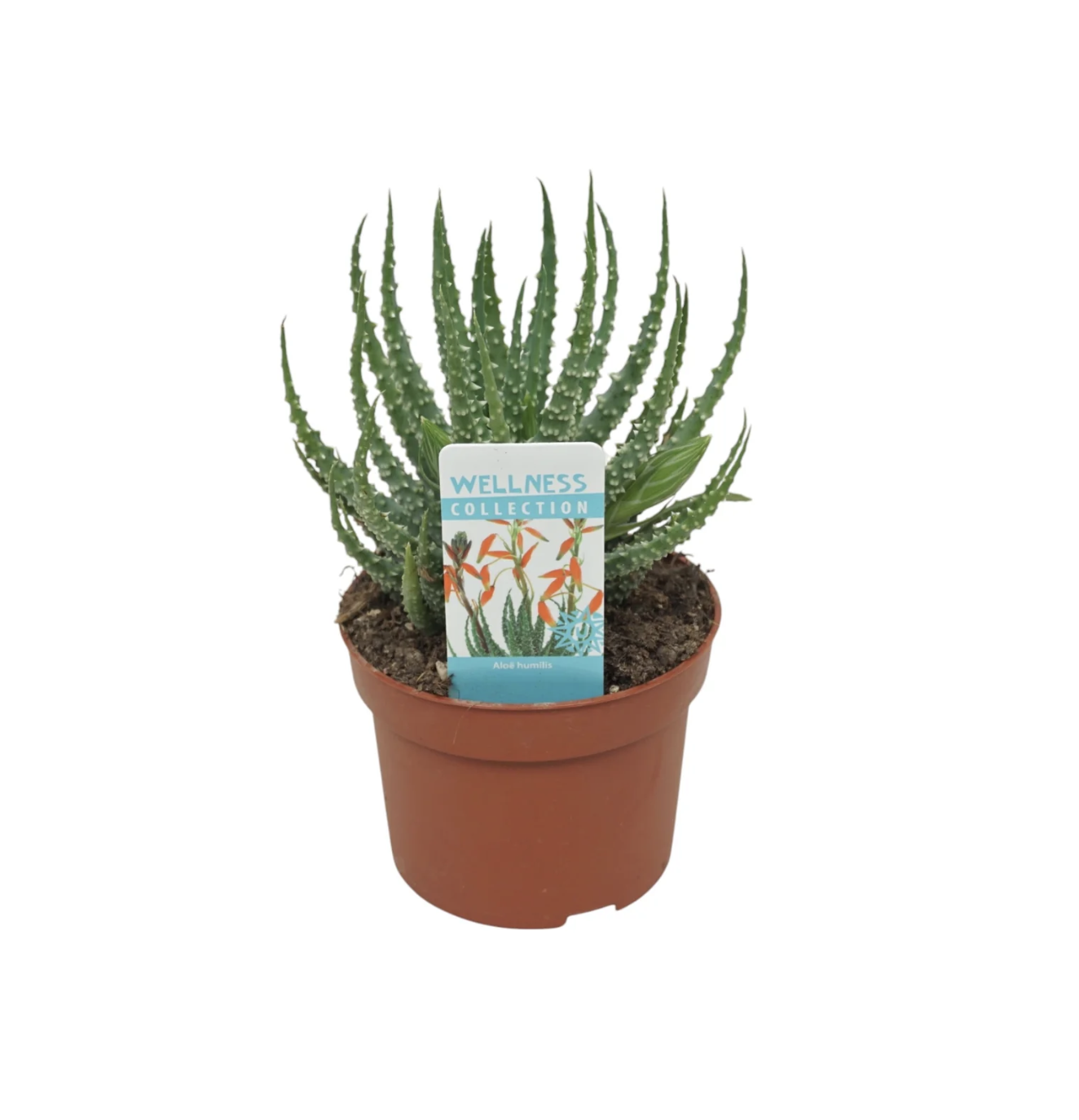 Aloe 10.5cm Humilis